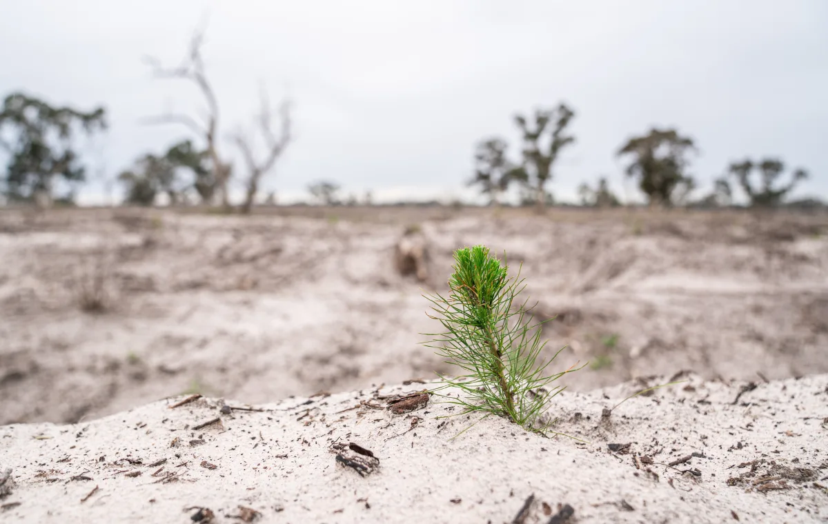 Planted pine tree seedling.