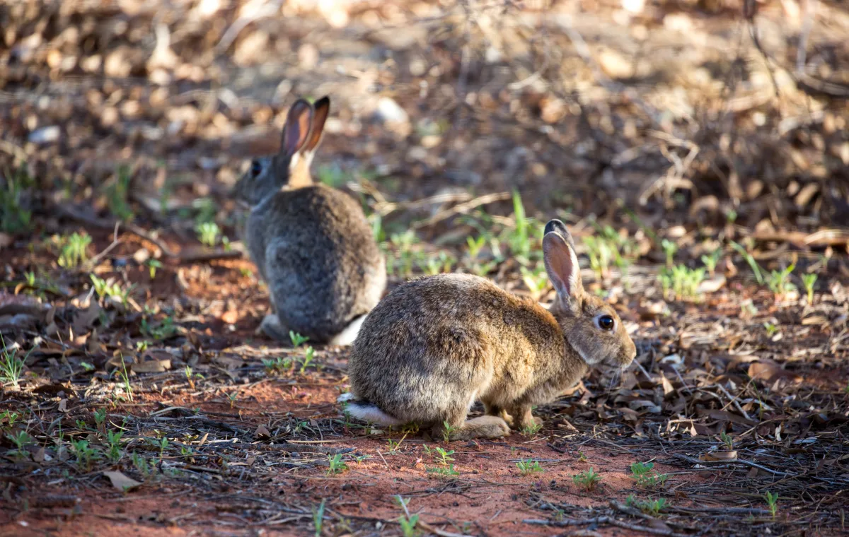 Rabbits in dry paddock