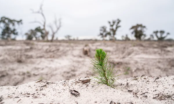 Planted pine tree seedling.