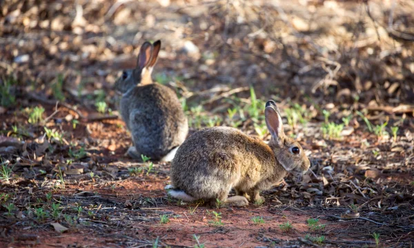 Rabbits in dry paddock