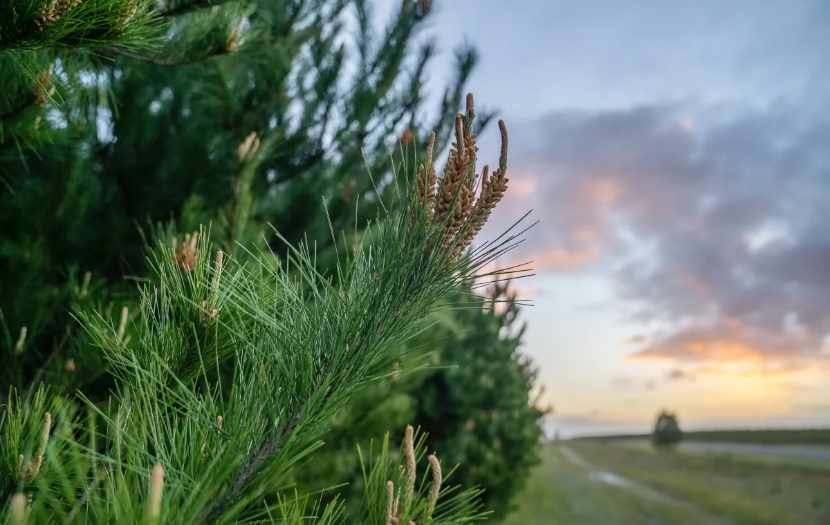 Close up of pine trees needles to the left with blurred landscape to the right.