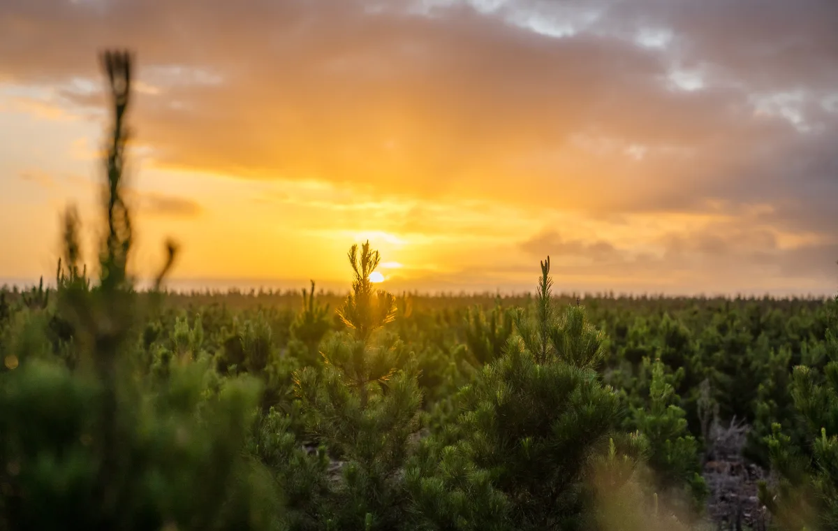 Orange and yellow sunset rising above the top of pine tree plantation