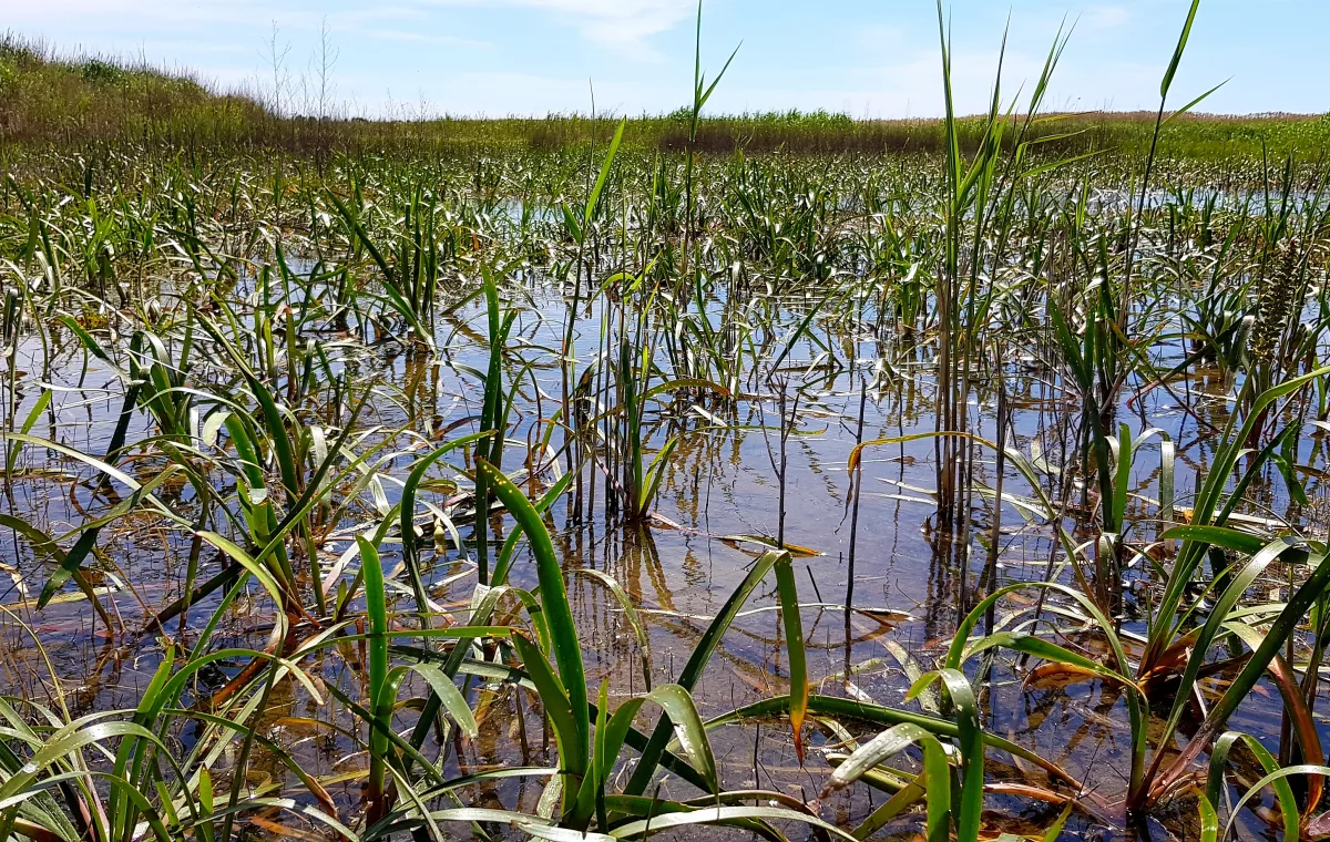 Close up of water reeds in a body of water