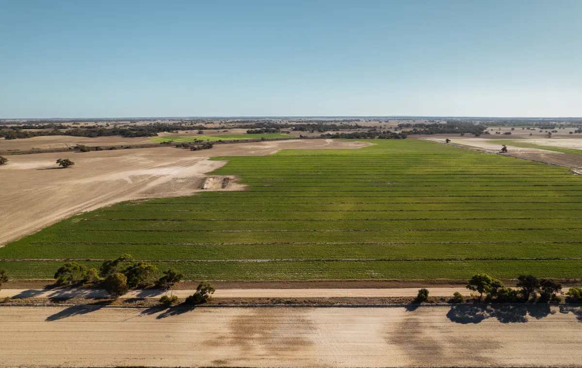 Paddock in upper Limestone Coast