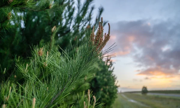 Close up of pine trees needles to the left with blurred landscape to the right.