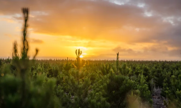 Orange and yellow sunset rising above the top of pine tree plantation