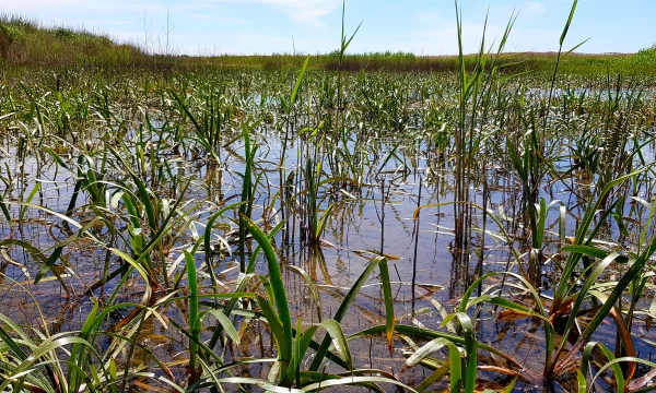 Close up of water reeds in a body of water