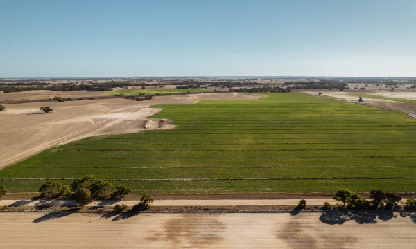 Paddock in upper Limestone Coast