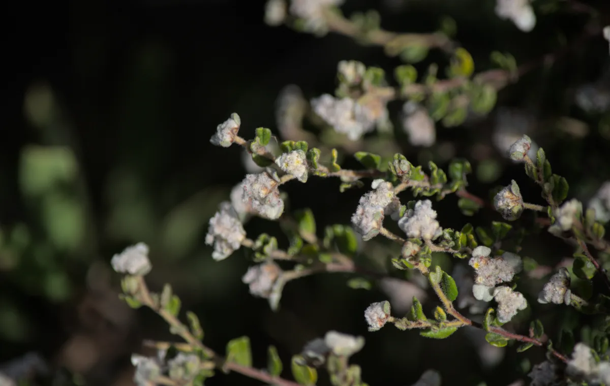 woods well spyridium