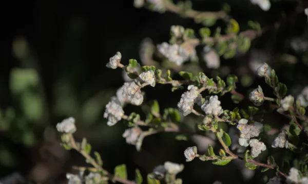 woods well spyridium