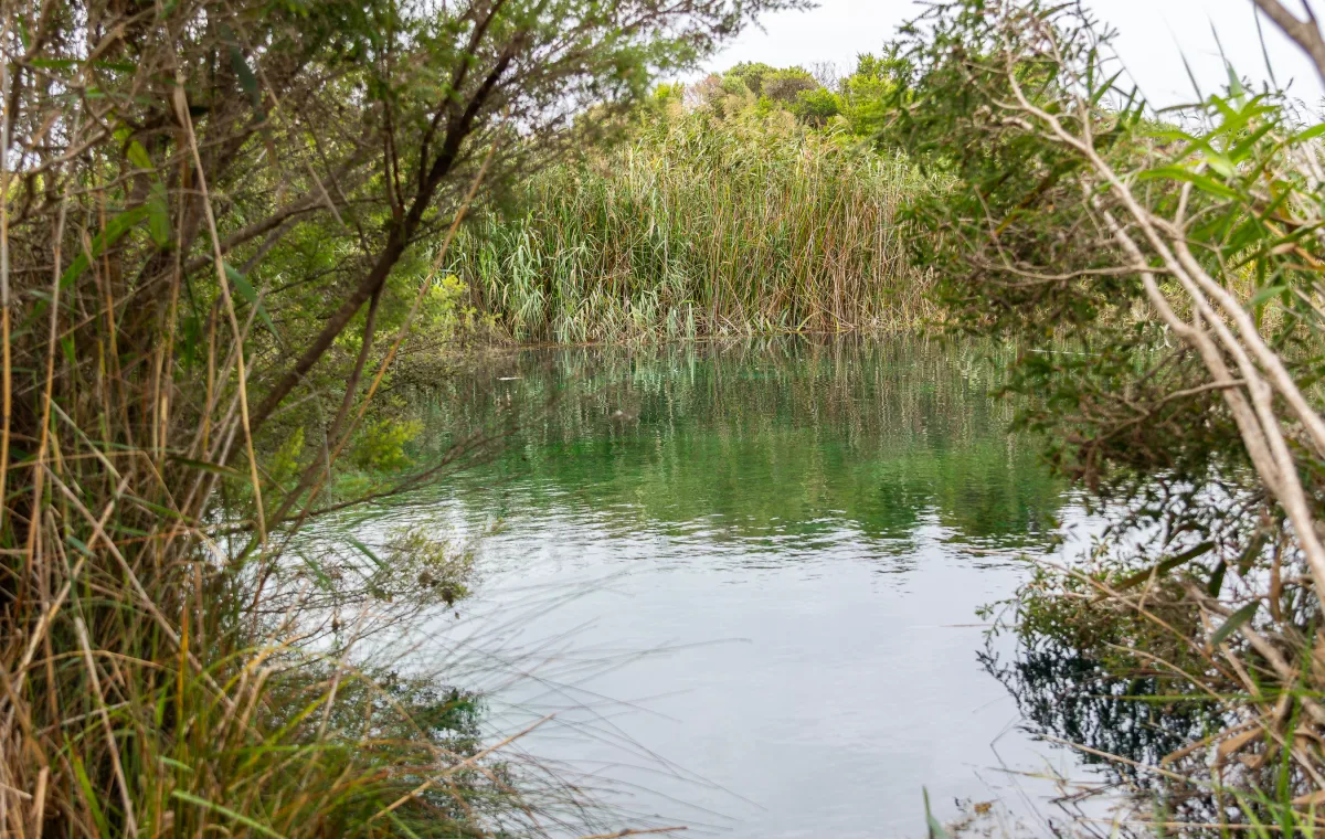 Image of karst spring pond on property.