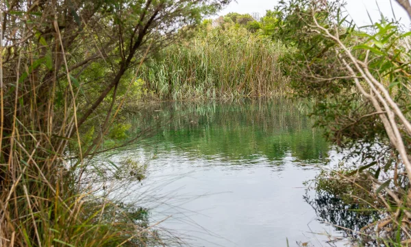 Image of karst spring pond on property.