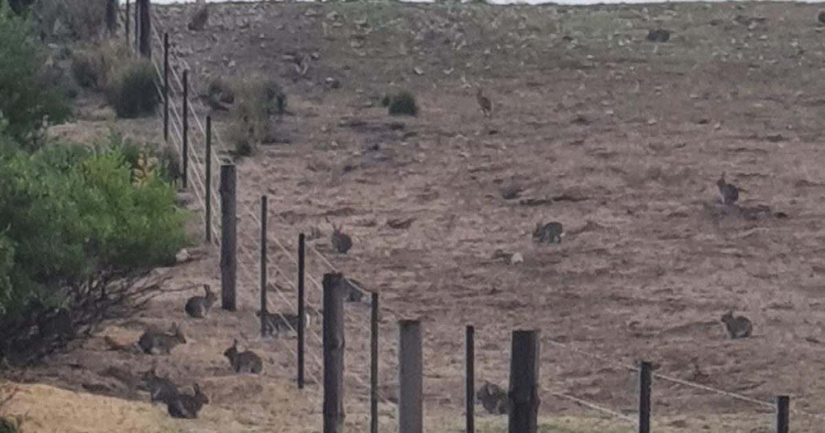 Wetlands Rabbits Controlling wild rabbits on your… | Limestone Coast Landscape Board