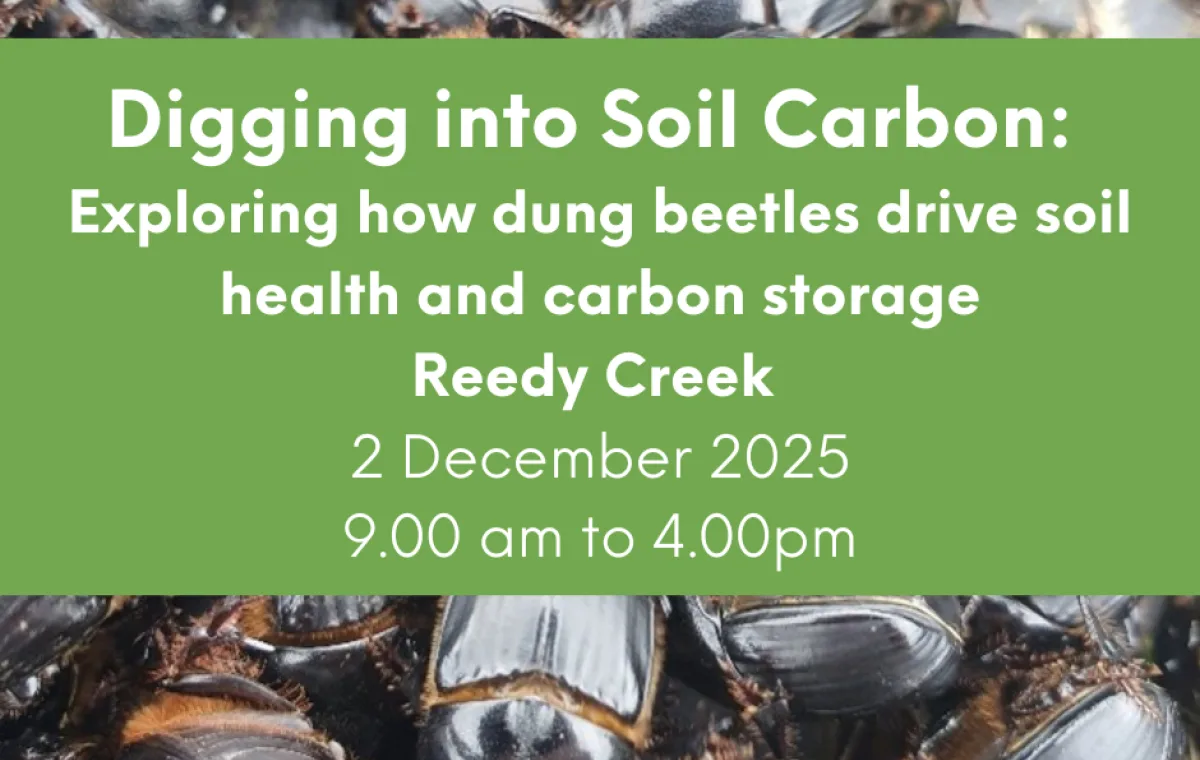 Banner with dung beetles in backround