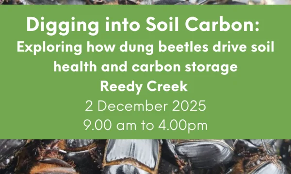 Banner with dung beetles in backround