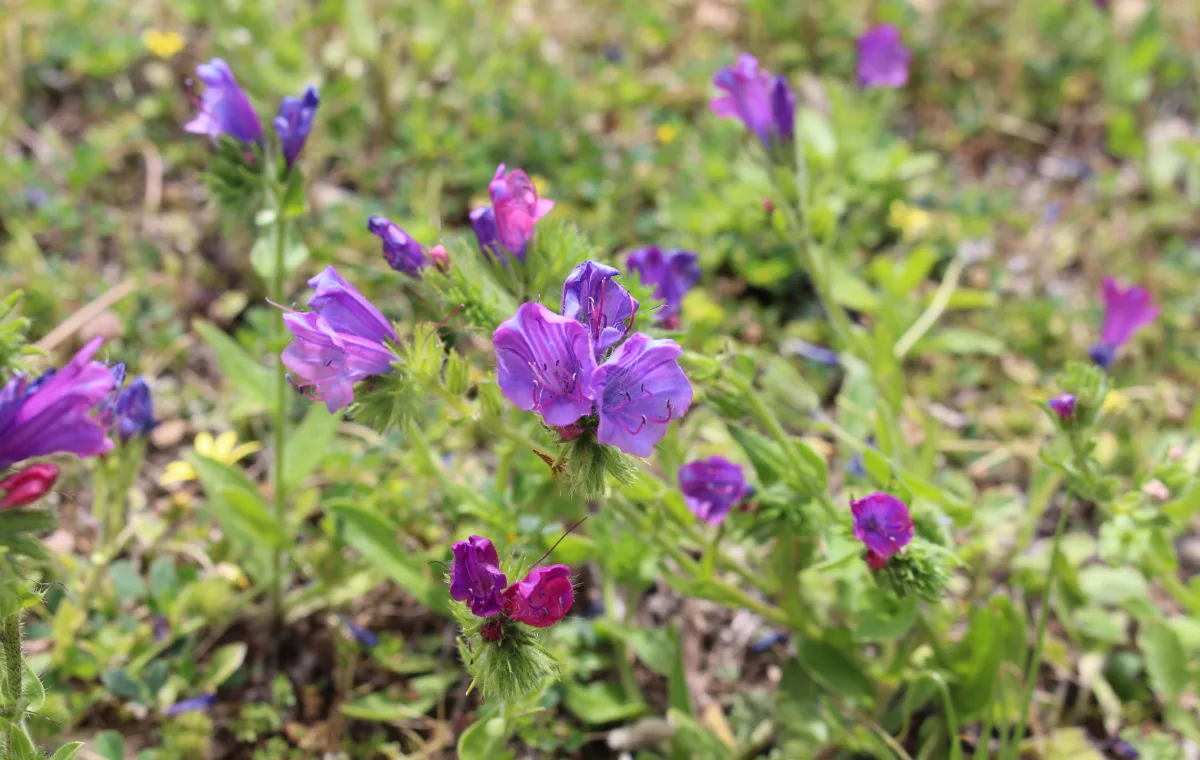 Winter is the time to control winter weeds such as salvation Jane (pictured).