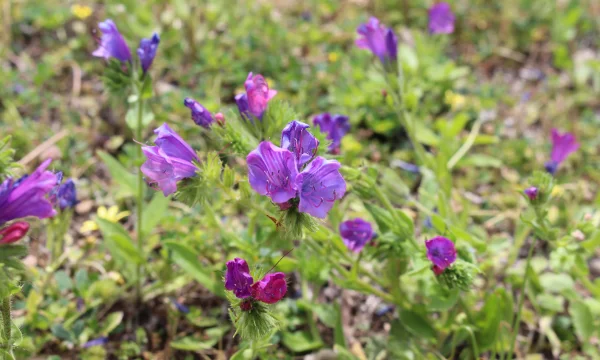 Winter is the time to control winter weeds such as salvation Jane (pictured).