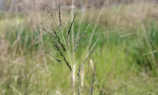 African lovegrass