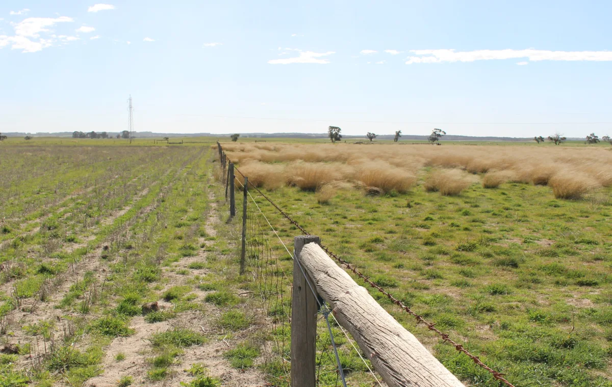 The African lovegrass demonstration site near Tintinara