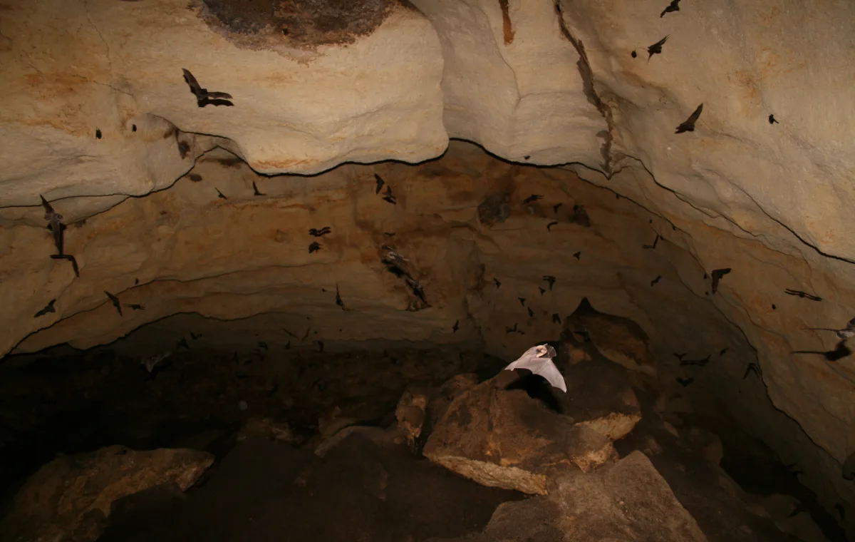 Southern Bent-wing Bats flying in cave