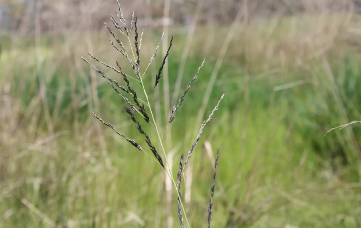 African lovegrass seed head close up
