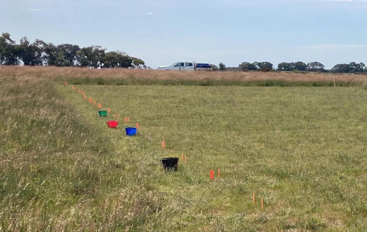 The Veldt grass nutrition trial near Tintinara, showcasing research into nutrient management and pasture productivity on sandy soils.