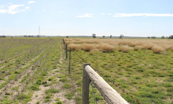 The African lovegrass demonstration site near Tintinara