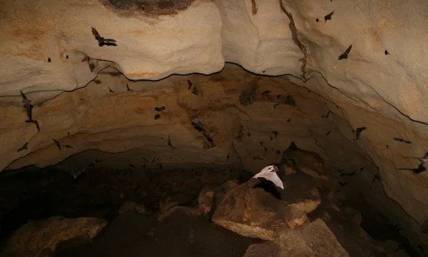 Southern Bent-wing Bats flying in cave