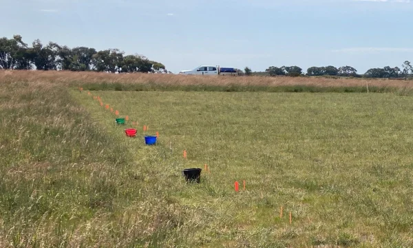 The Veldt grass nutrition trial near Tintinara, showcasing research into nutrient management and pasture productivity on sandy soils.